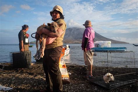 volunteering in indonesia|Volunteer with Wildlife in Indonesia .